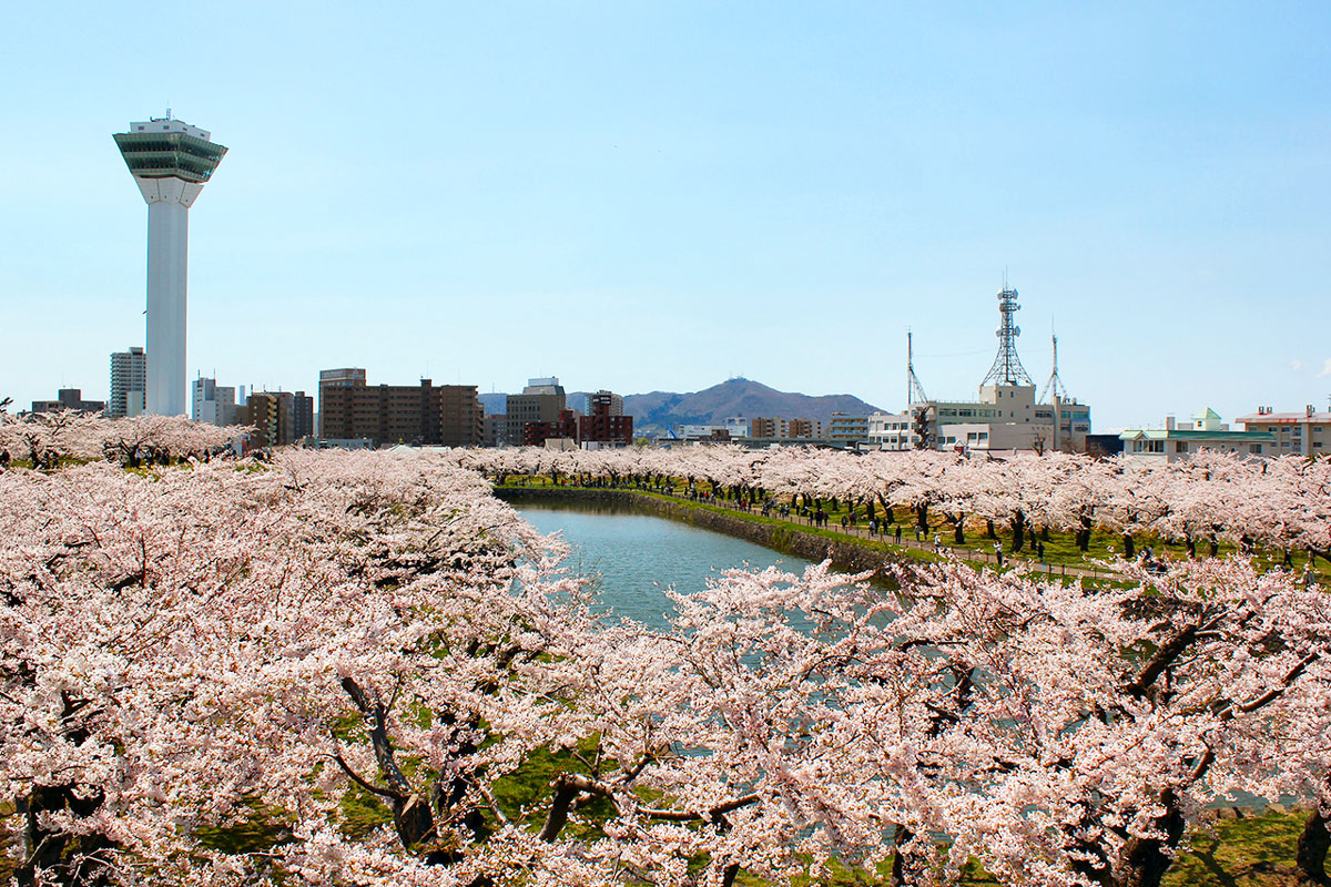 Cherry blossom viewing spots in Hokkaido