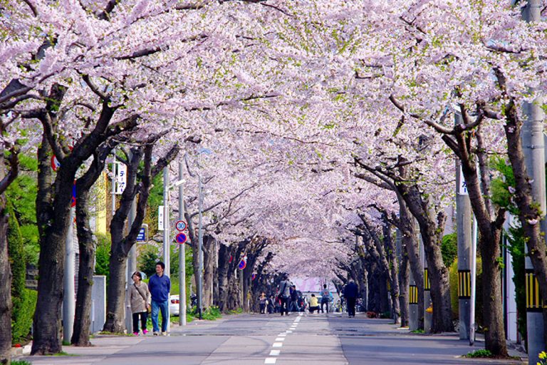 Cherry blossom viewing spots in Hokkaido