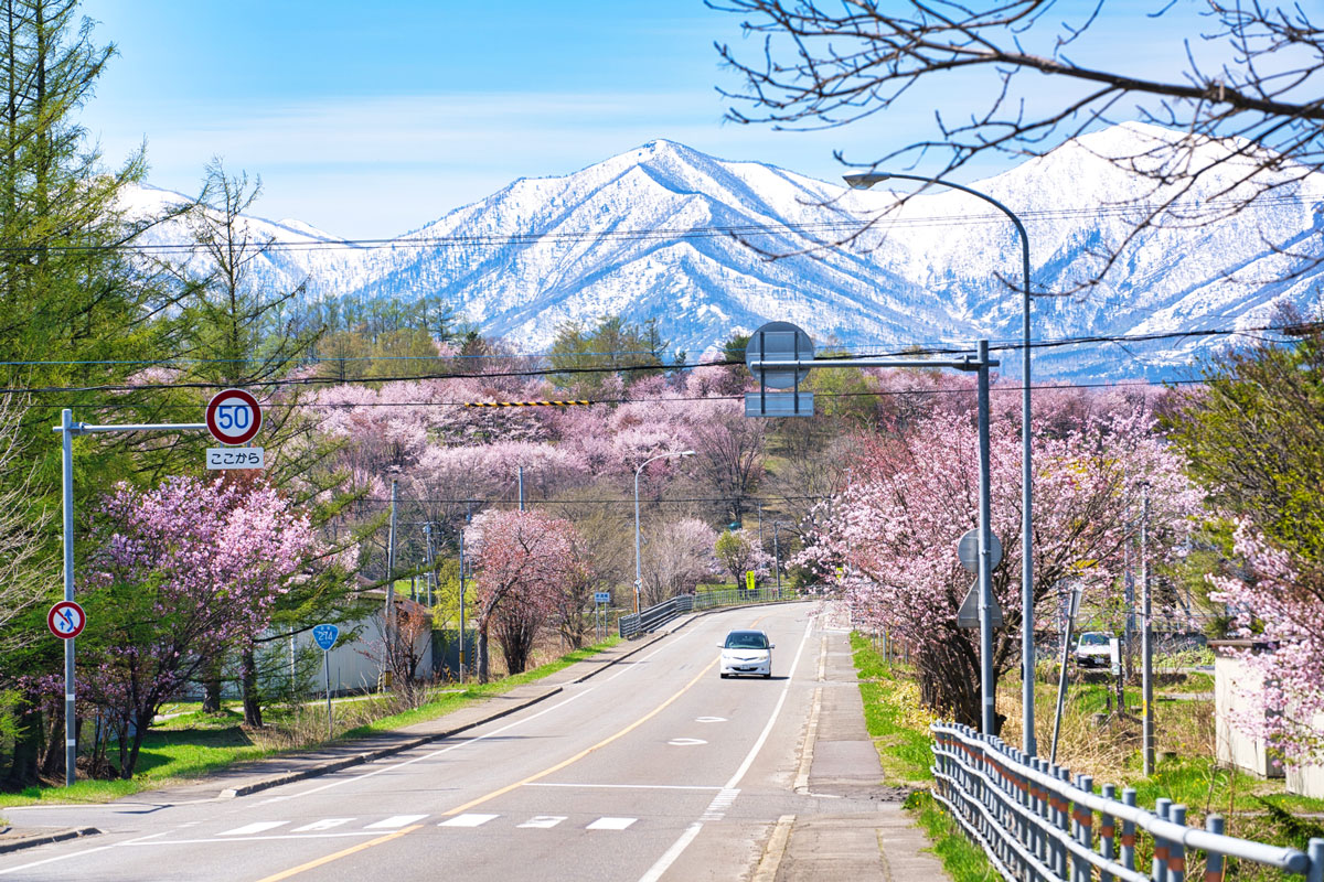 Cherry blossom viewing spots in Hokkaido