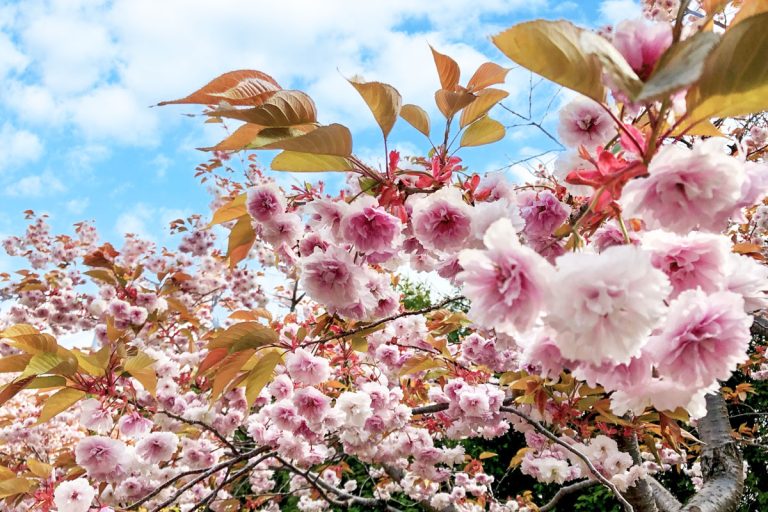Hiraoka Jyugei Center（Sapporo)