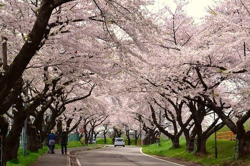 Cherry blossom viewing spots in Hokkaido