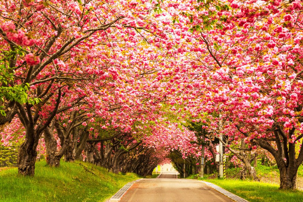 Cherry blossom viewing spots in Hokkaido