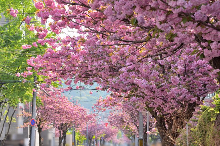 Minami Maruyama (Sapporo)