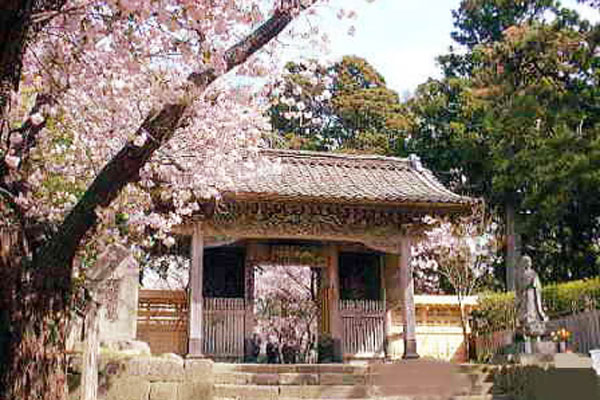 Cherry blossom viewing spots in Hokkaido