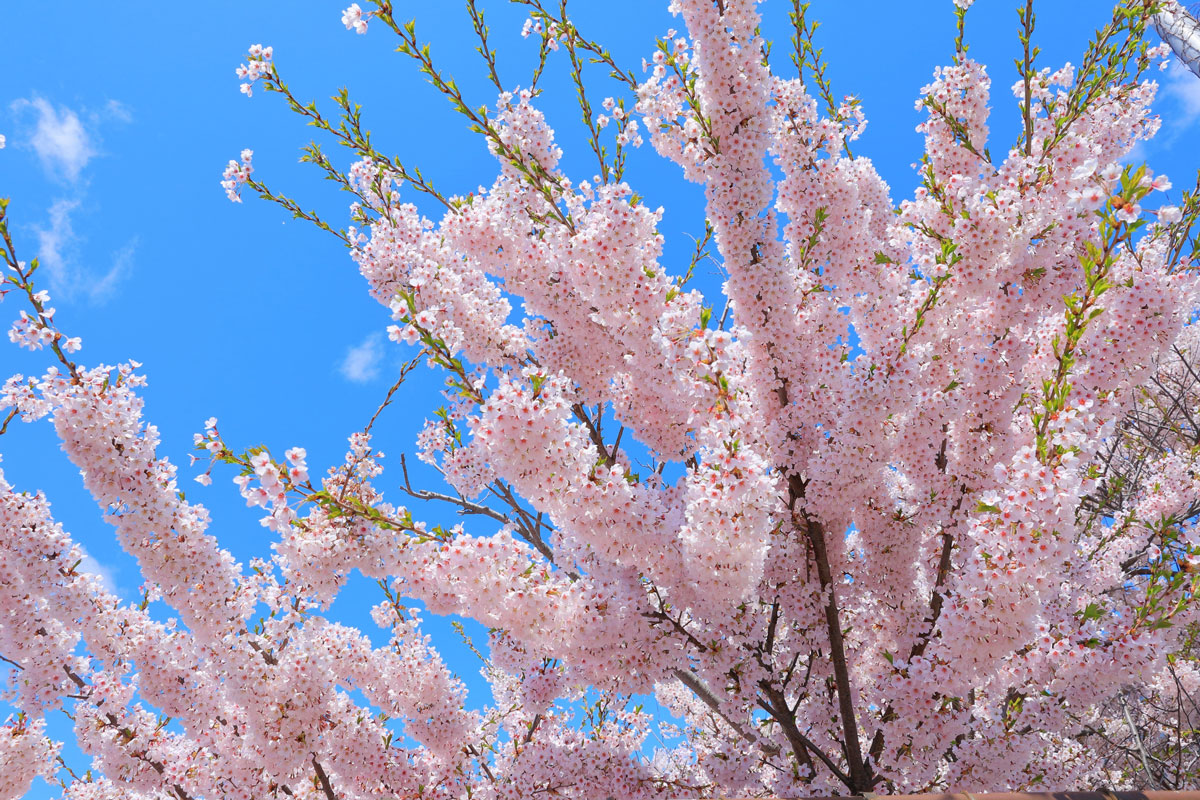 Cherry blossom viewing spots in Hokkaido