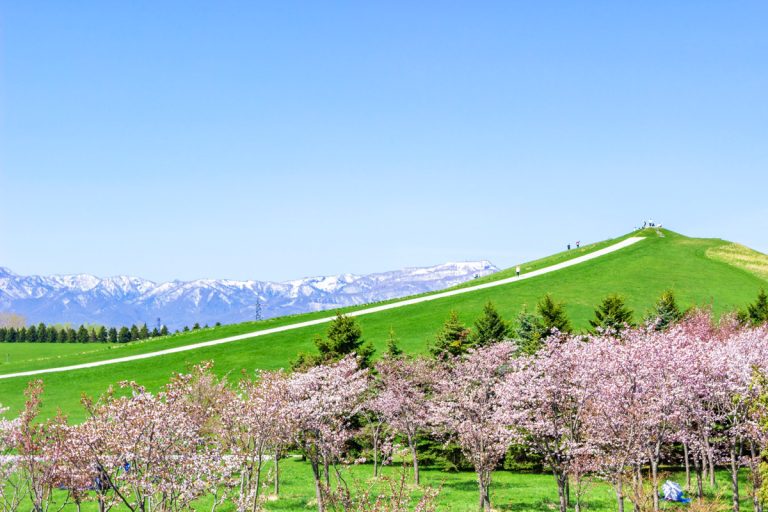 Cherry blossom viewing spots in Hokkaido
