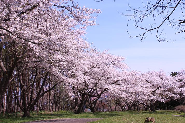 Cherry blossom viewing spots in Hokkaido