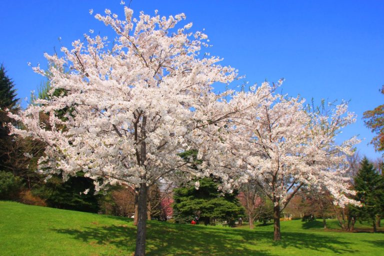 Nakajima Park (Sapporo)