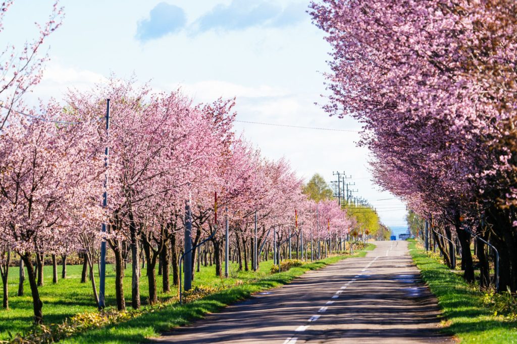 Cherry blossom viewing spots in Hokkaido