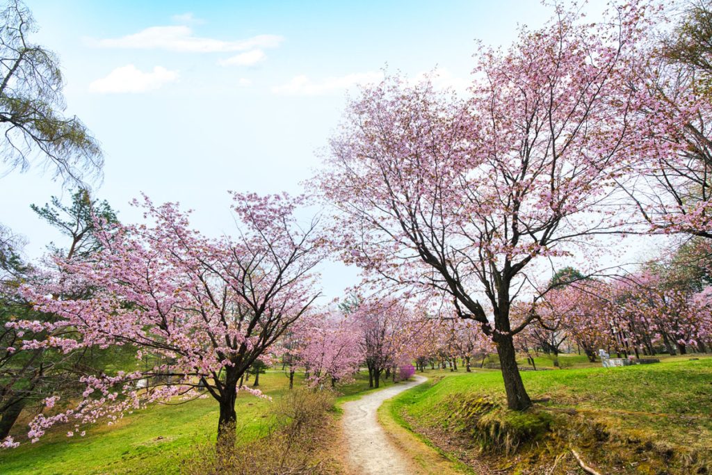 Cherry blossom viewing spots in Hokkaido