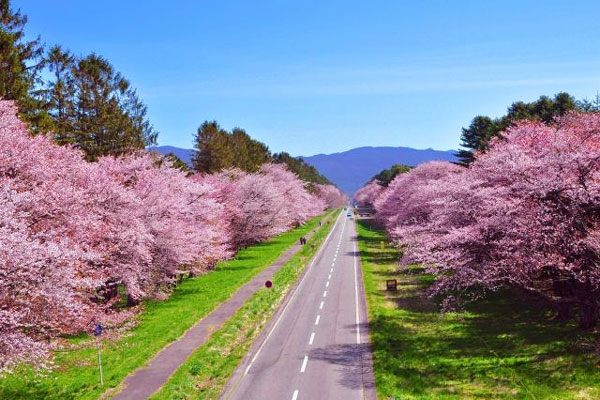 Cherry blossom viewing spots in Hokkaido