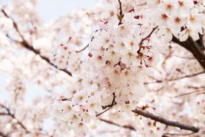 Cherry blossom viewing spots in Hokkaido