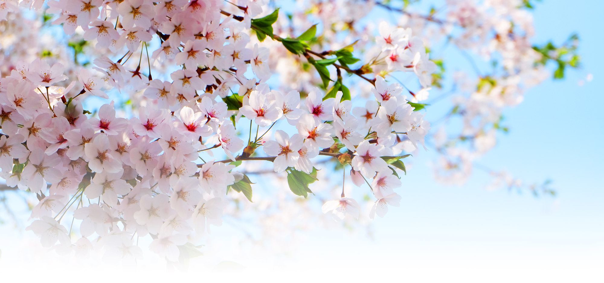 Cherry blossom viewing spots in Hokkaido