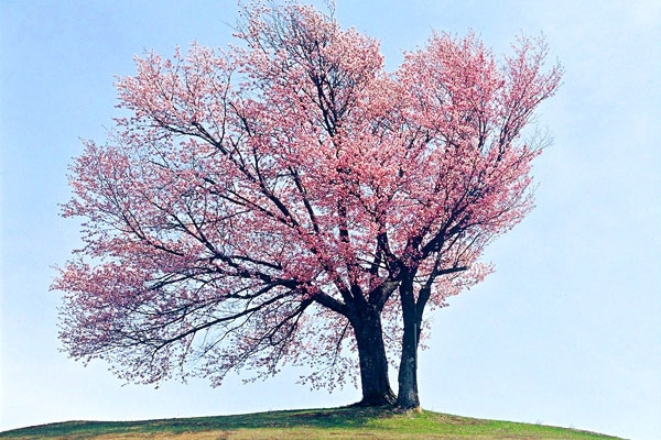 Cherry blossom viewing spots in Hokkaido