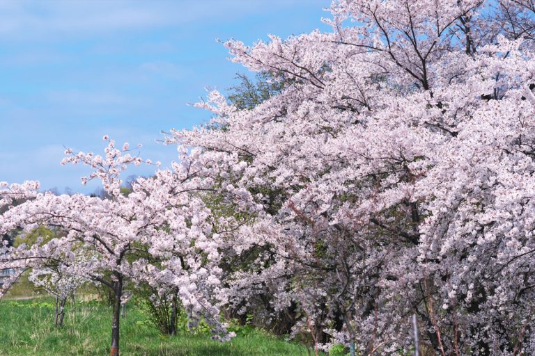 Cherry blossom viewing spots in Hokkaido