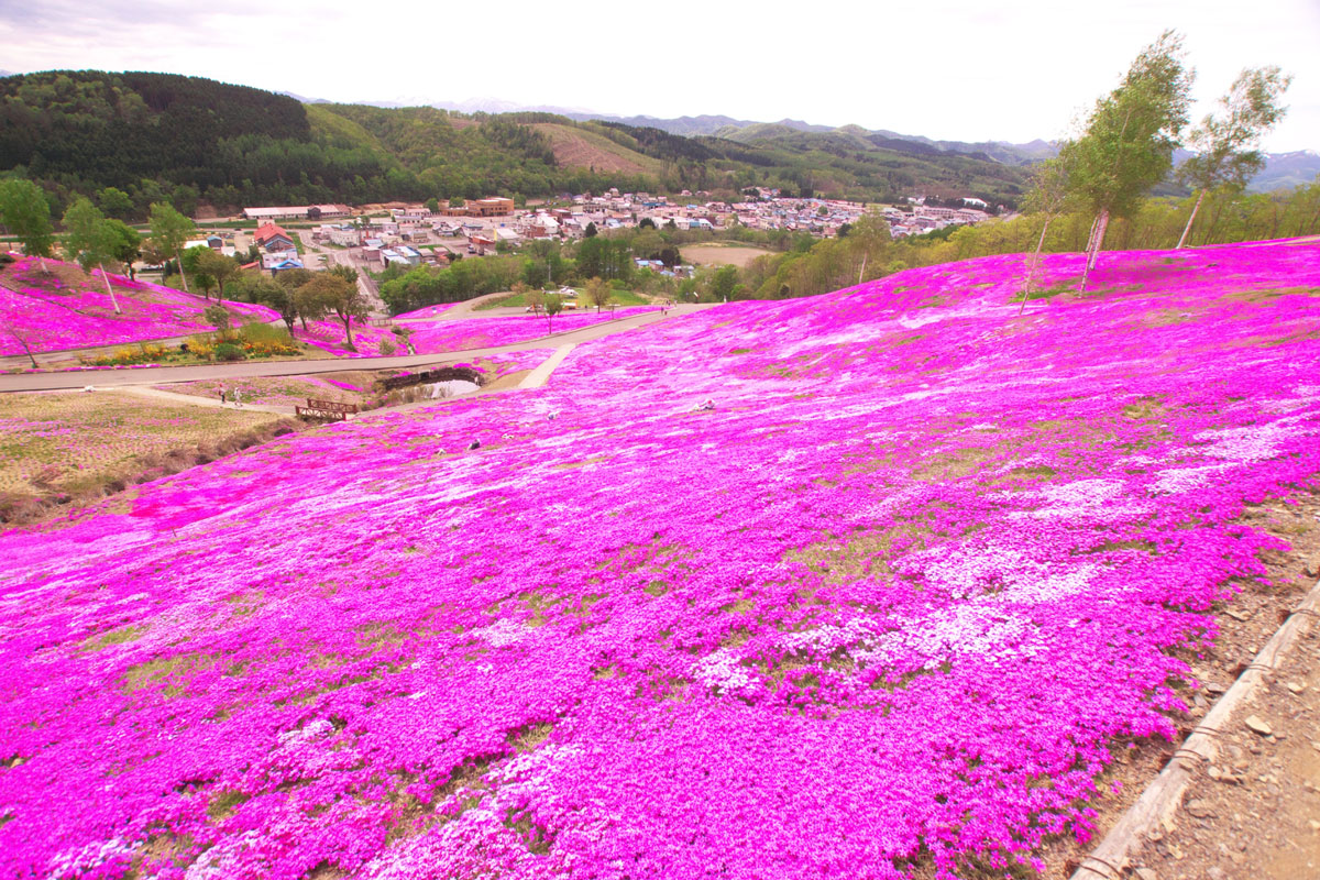 Cherry blossom viewing spots in Hokkaido