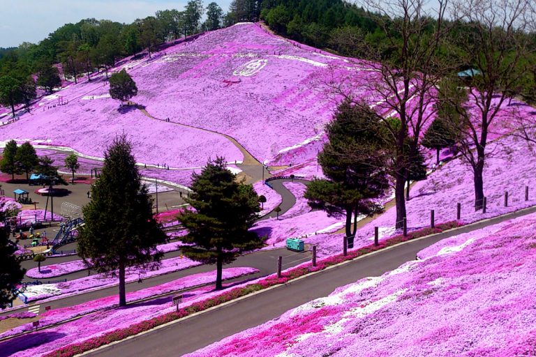 Cherry blossom viewing spots in Hokkaido