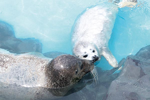 Otaru classic! Go to the aquarium.