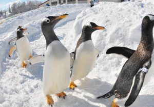 Gentoo Penguins