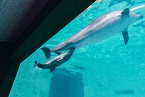 Read more about the article At Otaru Aquarium, the bottlenose dolphin ‘Mary’ gave birth.