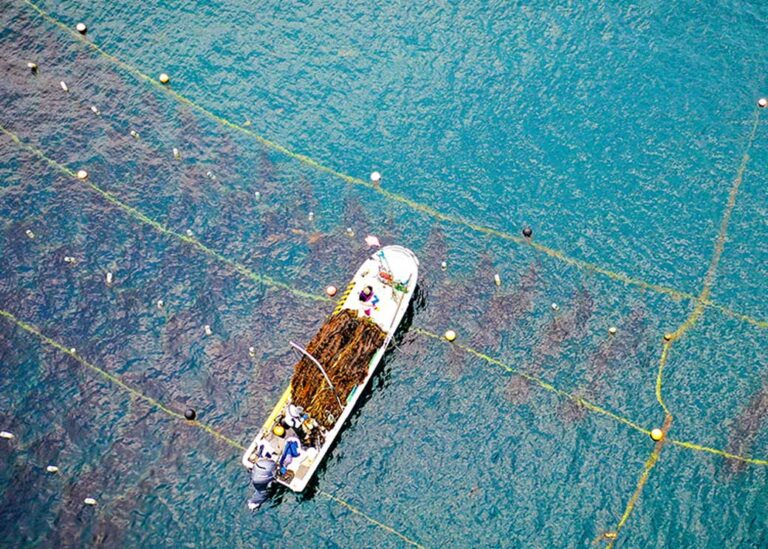 Kelp fishing