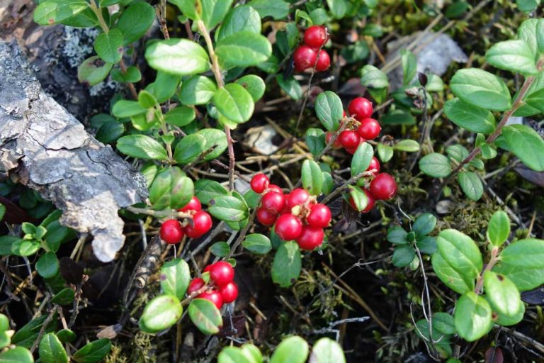 Vaccinium vitis-idaea (Kokemomo)