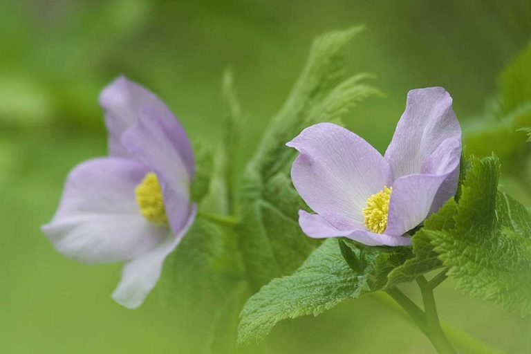 Glaucidium palmatum (Shiraneaoi) (April Hokkaido University Botanical Garden)