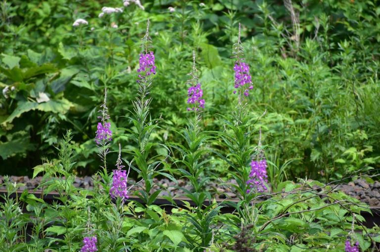 Chamerion angustifolium (Yanagiran)