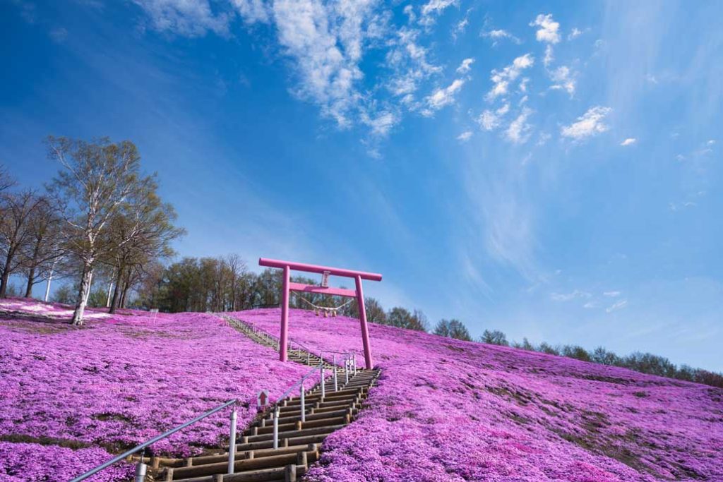 Spring / Higashimokoto Shibazakura (Moss Phlox)