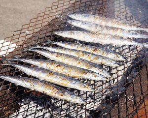 Pacific saury of Nemuro